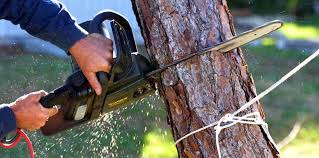 Best Commercial Tree Services  in Stockton, CA